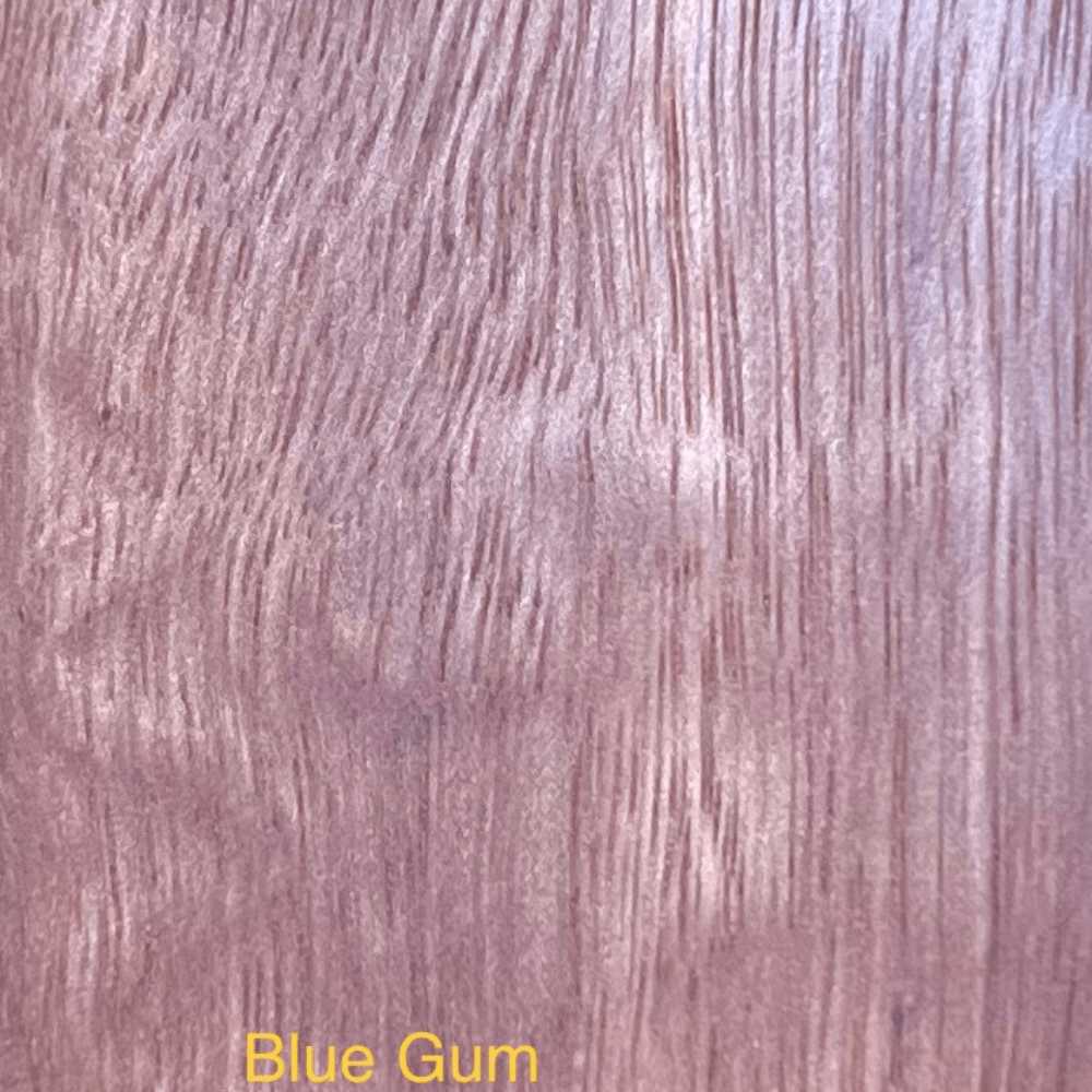 Sydney Blue Gum – <i>Eucalyptus saligna</i>