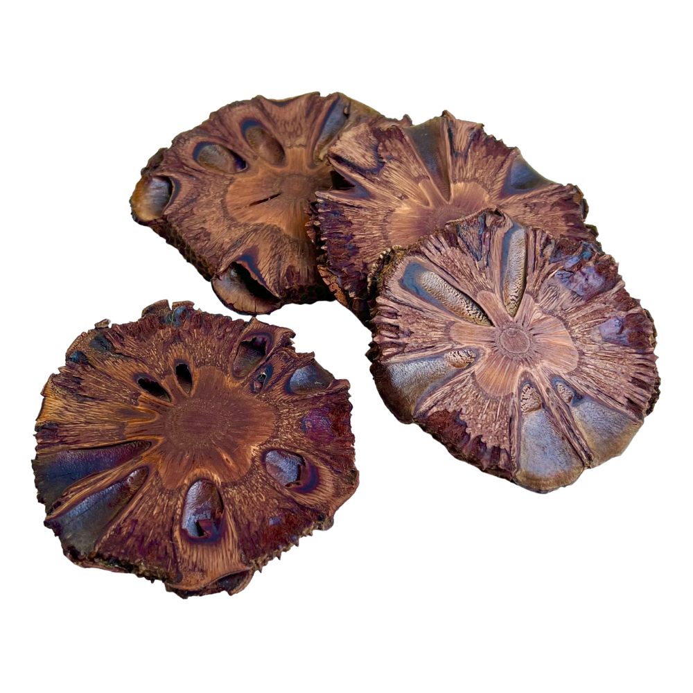 Coaster Banksia Wood We Create